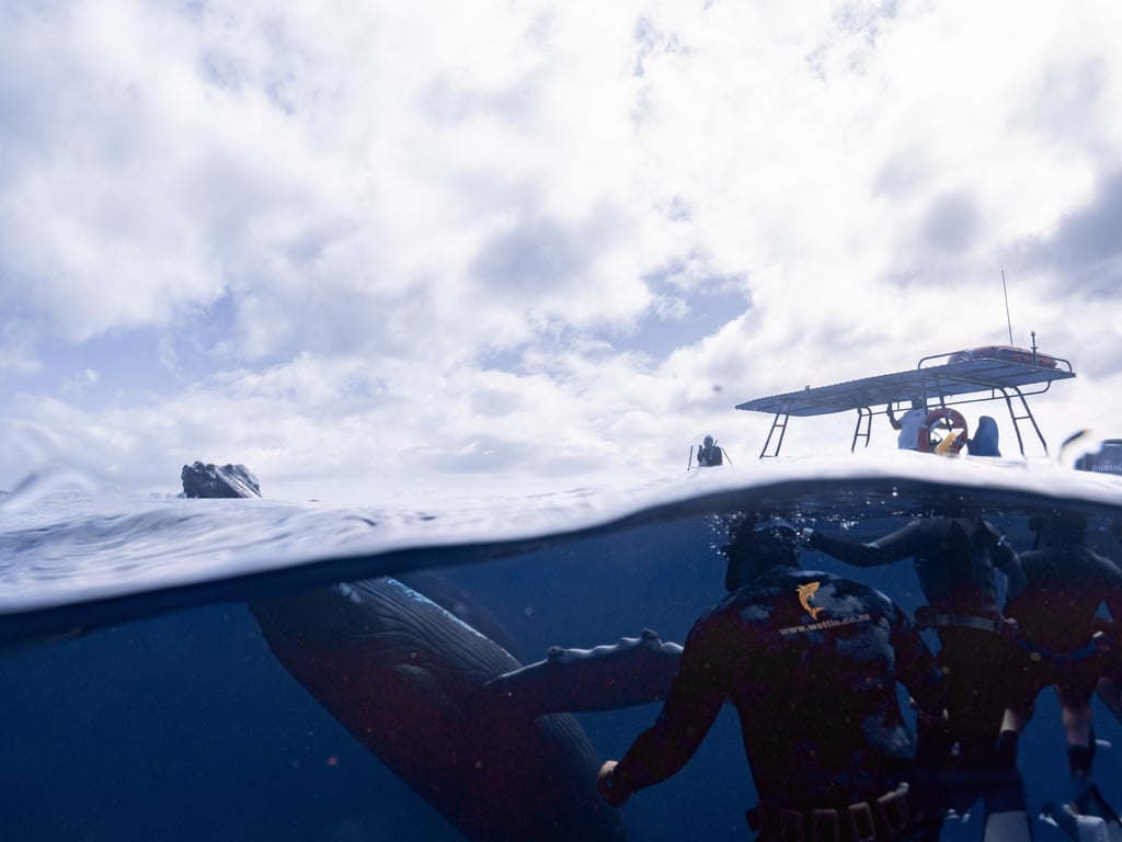 Humpback whale encounter in Tonga photo 7