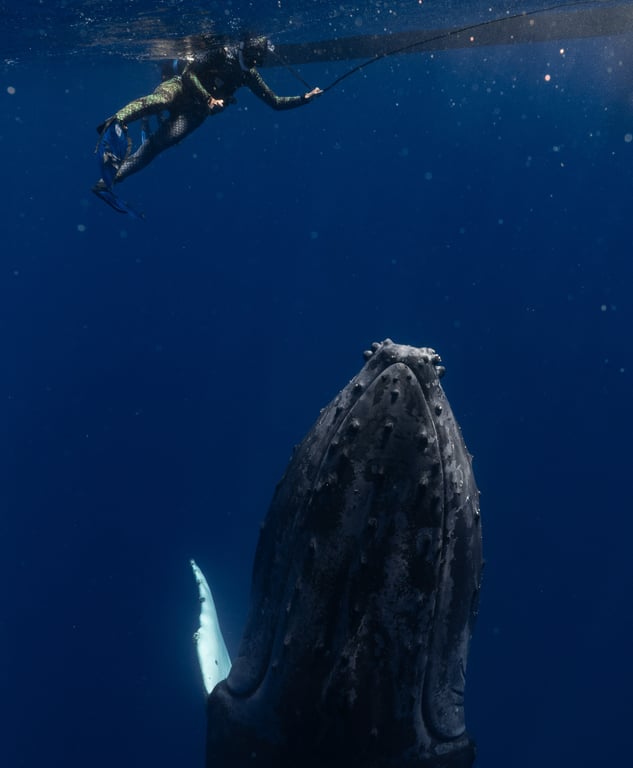 Humpback whale encounter in Tonga photo 10