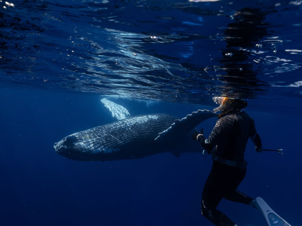 Humpback whale encounter in Tonga photo 2