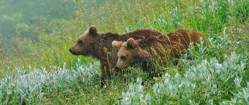 حفاظت از خرس قهوه‌ای