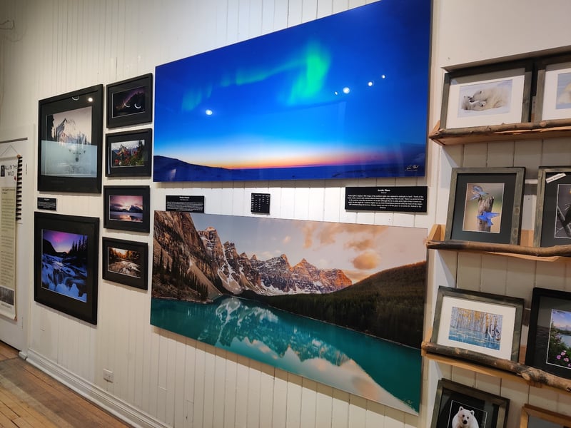 All In The Wild Gallery