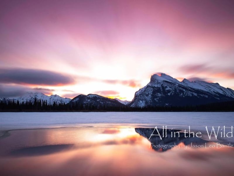 All In The Wild Gallery