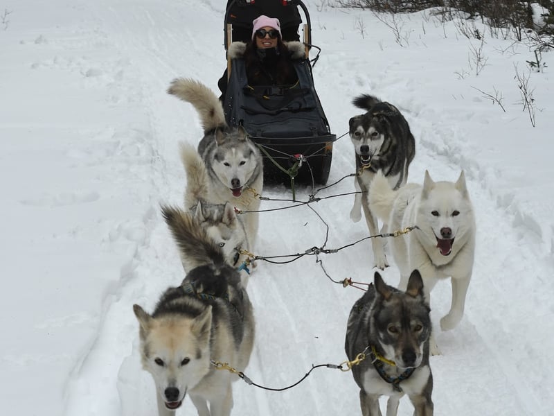 Snowy Owl Sled Dog Tours