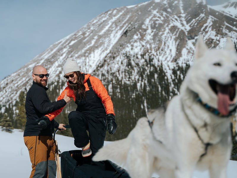 Snowy Owl Sled Dog Tours