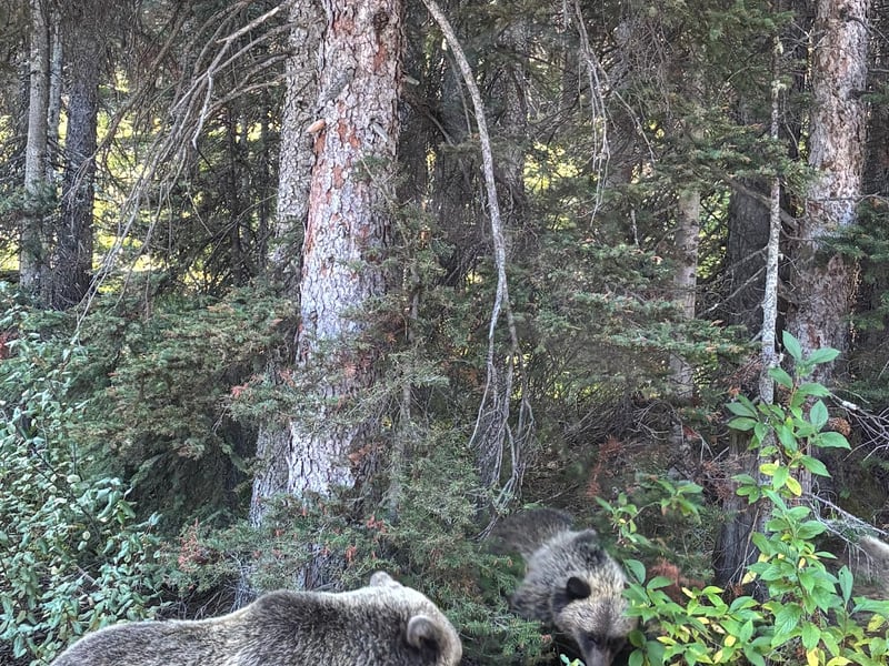 Hop On Banff