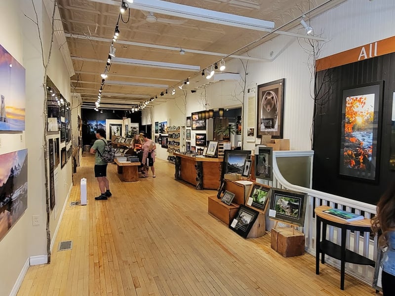All In The Wild Gallery