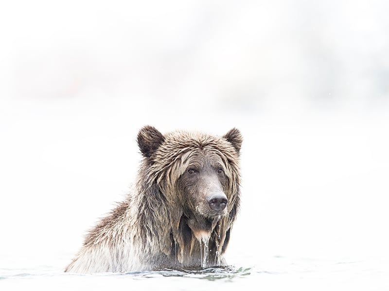 Brandon T. Brown Wilderness Gallery