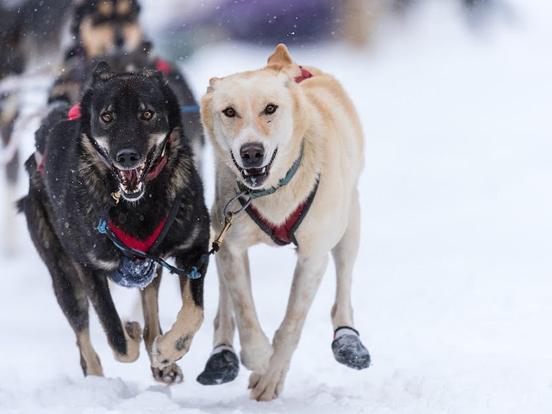 Kingmik Dog Sled Tours