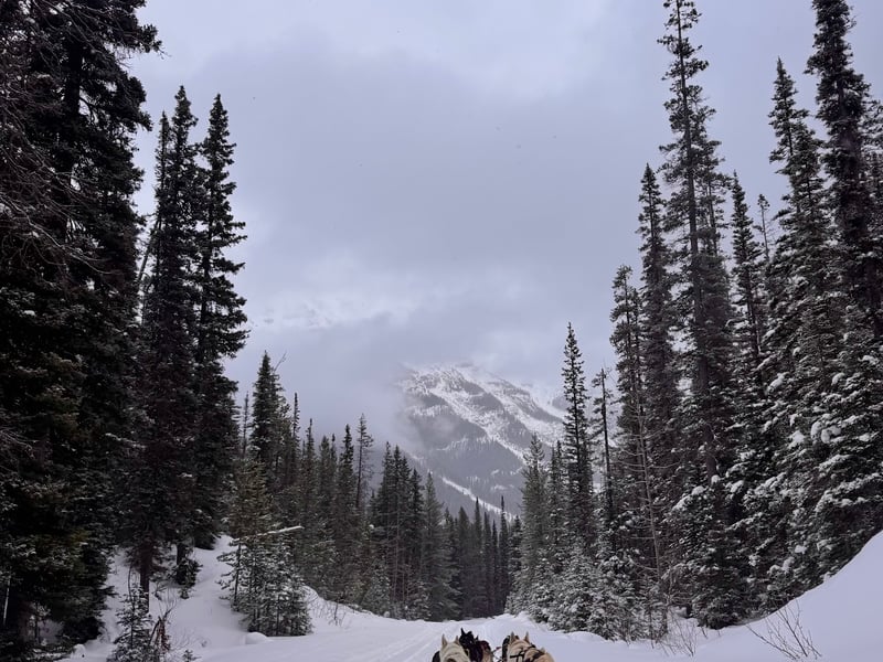 Kingmik Dog Sled Tours