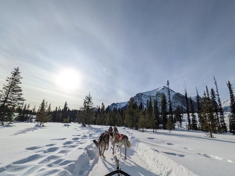 Kingmik Dog Sled Tours