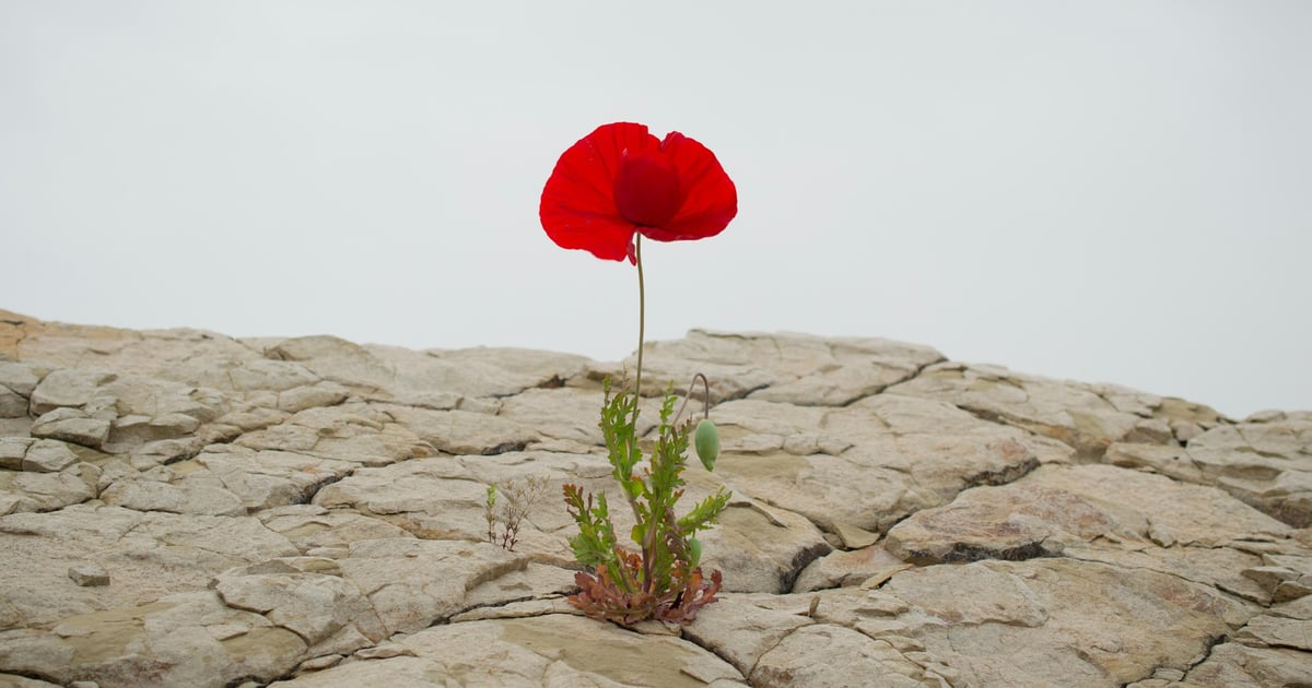 red rose on gray rock
