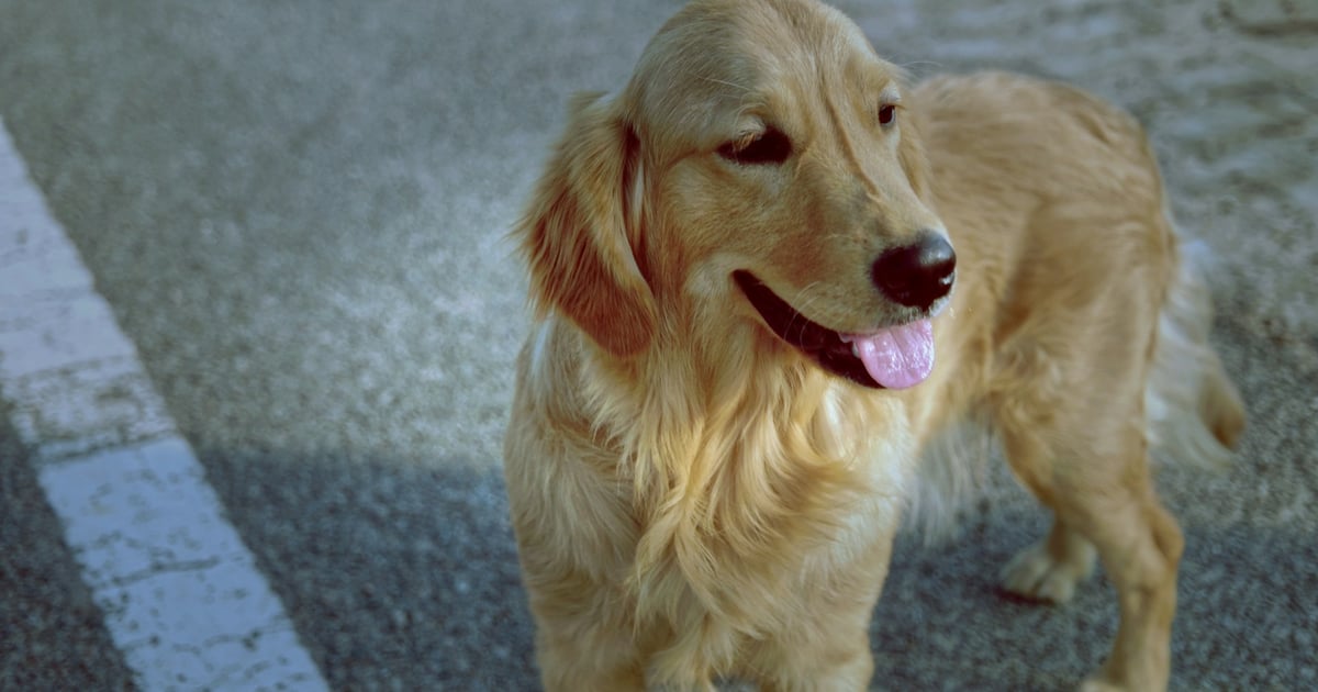 a dog standing on a sidewalk