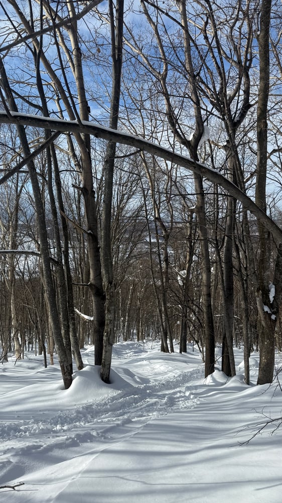 A snowy forest path winds through a wooded area, with a wooden bridge crossing over the path. The trees are bare, with their branches reaching up towards the blue sky above.