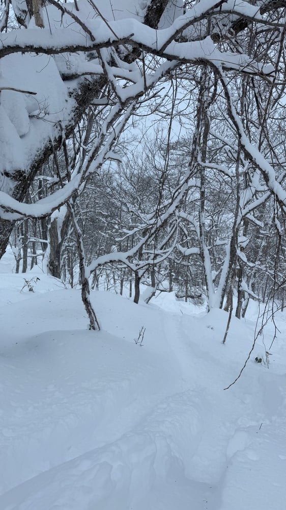 A snowy winter landscape with a path winding through a dense forest of snow-covered trees and branches.