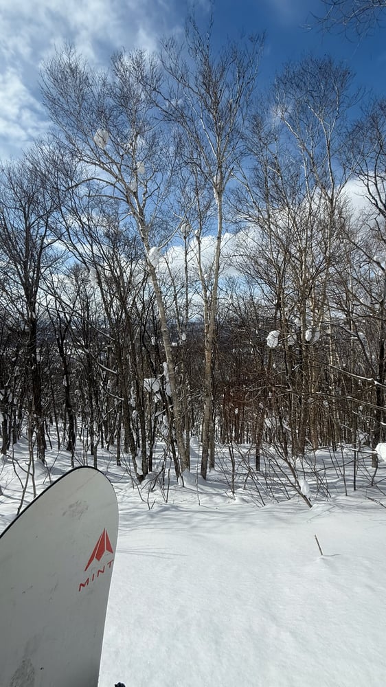 A snowy winter landscape with a snow-covered forest of bare trees against a blue sky with clouds, with the nose of a snowboard in the lower left field of view.