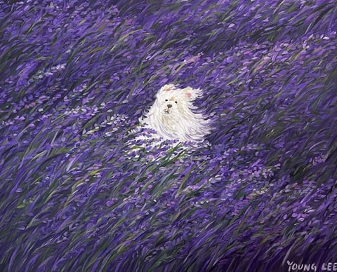 This image is a painterly, illustrative artwork depicting a small, fluffy white dog, likely a Maltese or similar breed, nestled within a dense, swirling field of purple flowers, possibly lavender or salvia. The composition is tightly framed, with the dog positioned slightly off-center, its white fur creating a stark, luminous focal point against the deep, monochromatic purple of the surrounding flora. The visual aesthetic is characterized by expressive, visible brushstrokes that create a sense of dynamic movement, as if the flowers and the dog's fur are being swept by a gentle wind. The color language is dominated by a rich, saturated purple palette, ranging from deep violet shadows to lighter lilac highlights, with subtle green undertones in the stems, creating a cool, harmonious temperature. The lighting appears soft and diffused, emanating from no single direction, which enhances the dreamlike, ethereal mood. Texture is heavily emphasized through the impasto-like application of paint, giving the flowers and fur a tangible, tactile quality with rough, layered surfaces. The composition uses a shallow depth of field effect, where the dog is in relative focus while the surrounding flowers blur into abstract, swirling patterns, creating a sense of immersion and intimacy. The shape language is entirely organic, with flowing, curvilinear lines defining both the petals and the dog's windswept coat, avoiding hard edges. The overall mood is serene, whimsical, and slightly melancholic, evoking a sense of peaceful solitude. In the bottom right corner, there is visible text written in a casual, handwritten script that reads 'YOUNG LEE', which appears to be the artist's signature, rendered in a light color that contrasts subtly with the dark purple background.