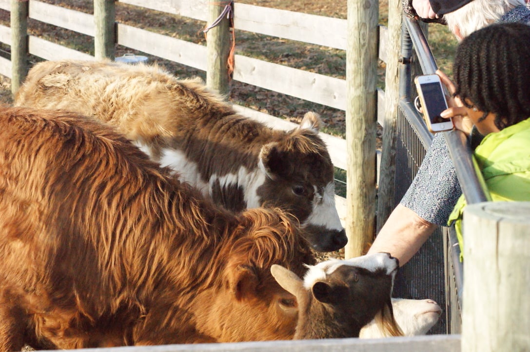 Panoramic view from Hillcrest Farms with mini cows
