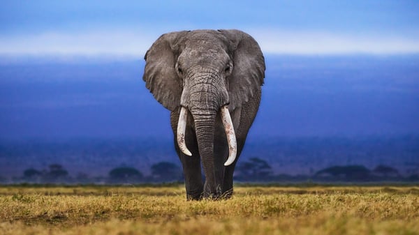Elephantastic: Master the Giants of the Savanna