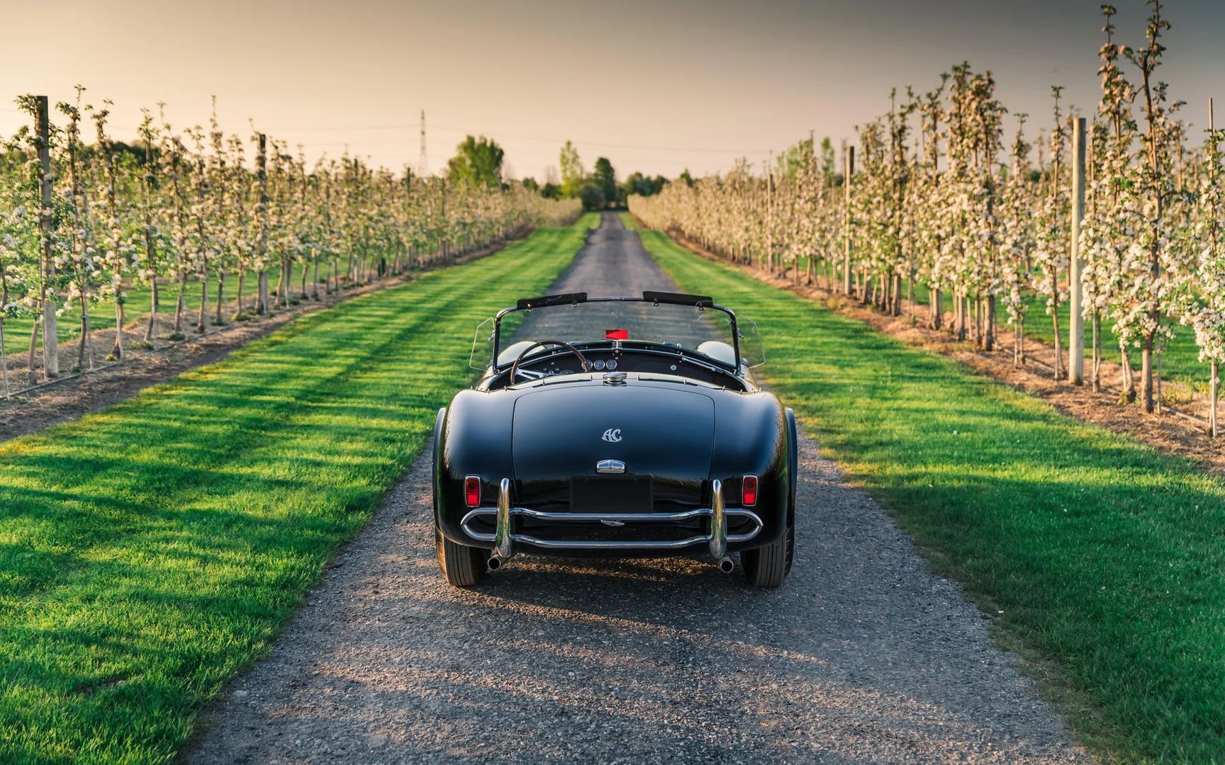AC_Cobra_2_generation__Roadster__9.jpg