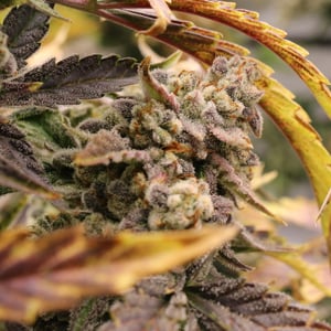 Strawberry Milk and Qookies Remix #2