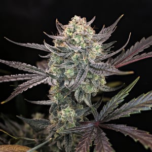 Space Station Violet