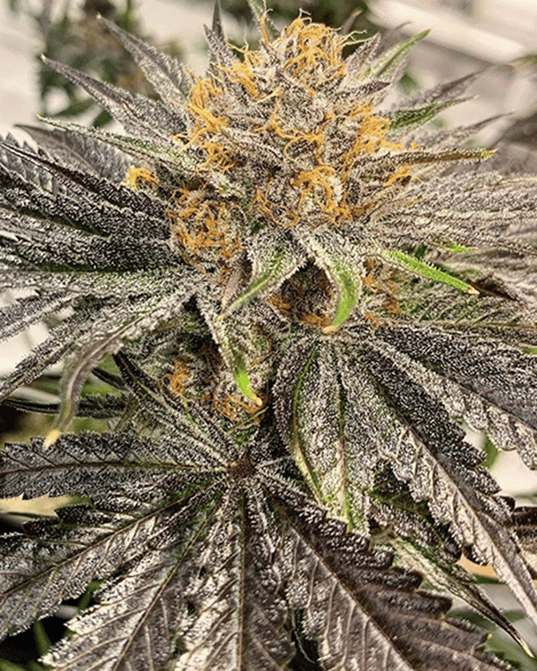 Lemon Grab