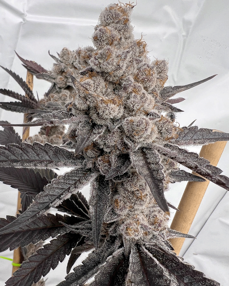 Space Juice- Last Chance! – Solfire Gardens