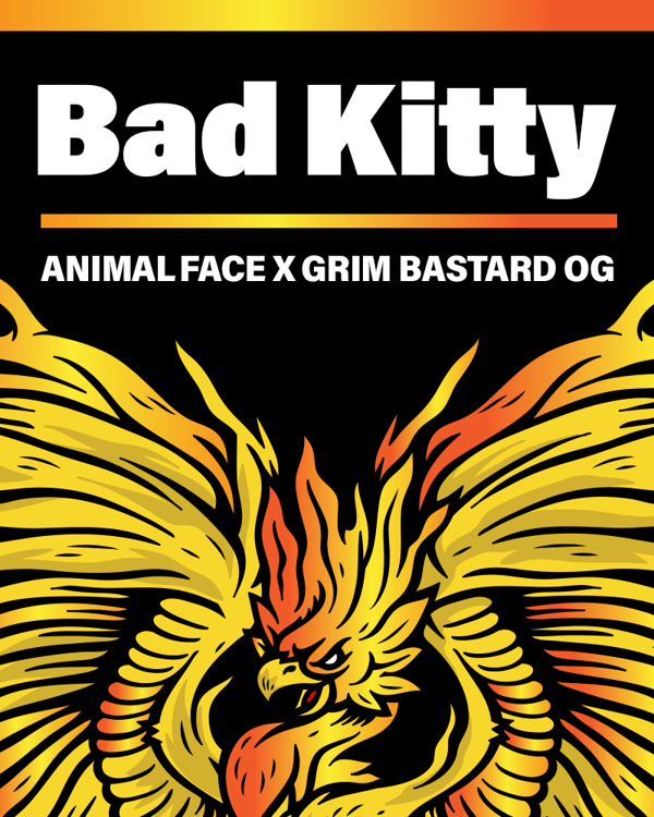 Bad Kitty