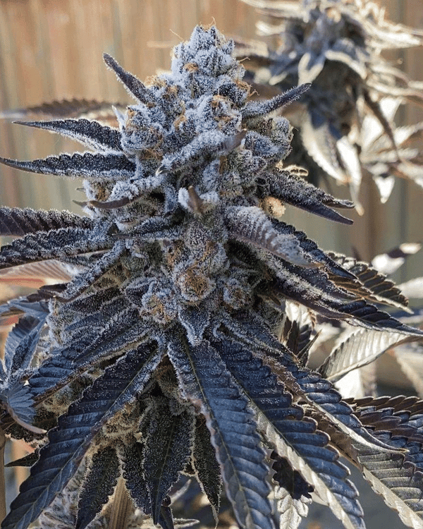Bahama Berry