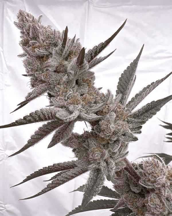 Caribbean Creme