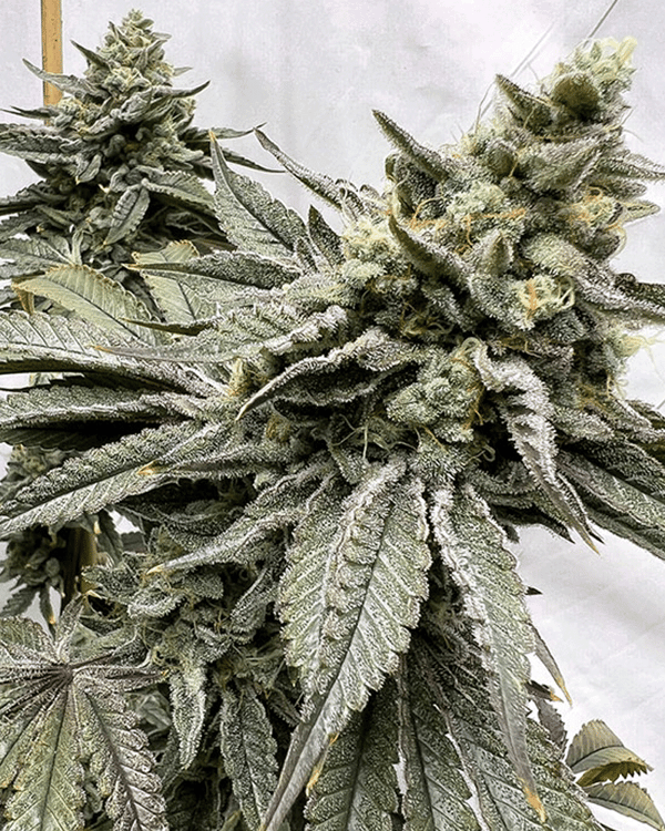 Gas Nana - Last Chance!