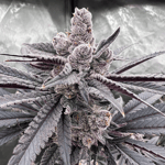 NewbGrower-Test