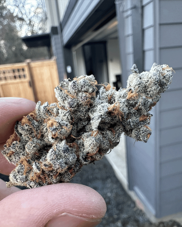 Diamond Daggers