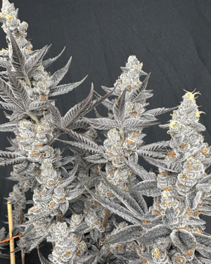 Diamond Daggers