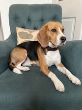 AI-generated animal example for Part 2