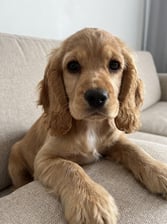AI-generated animal example for Part 1