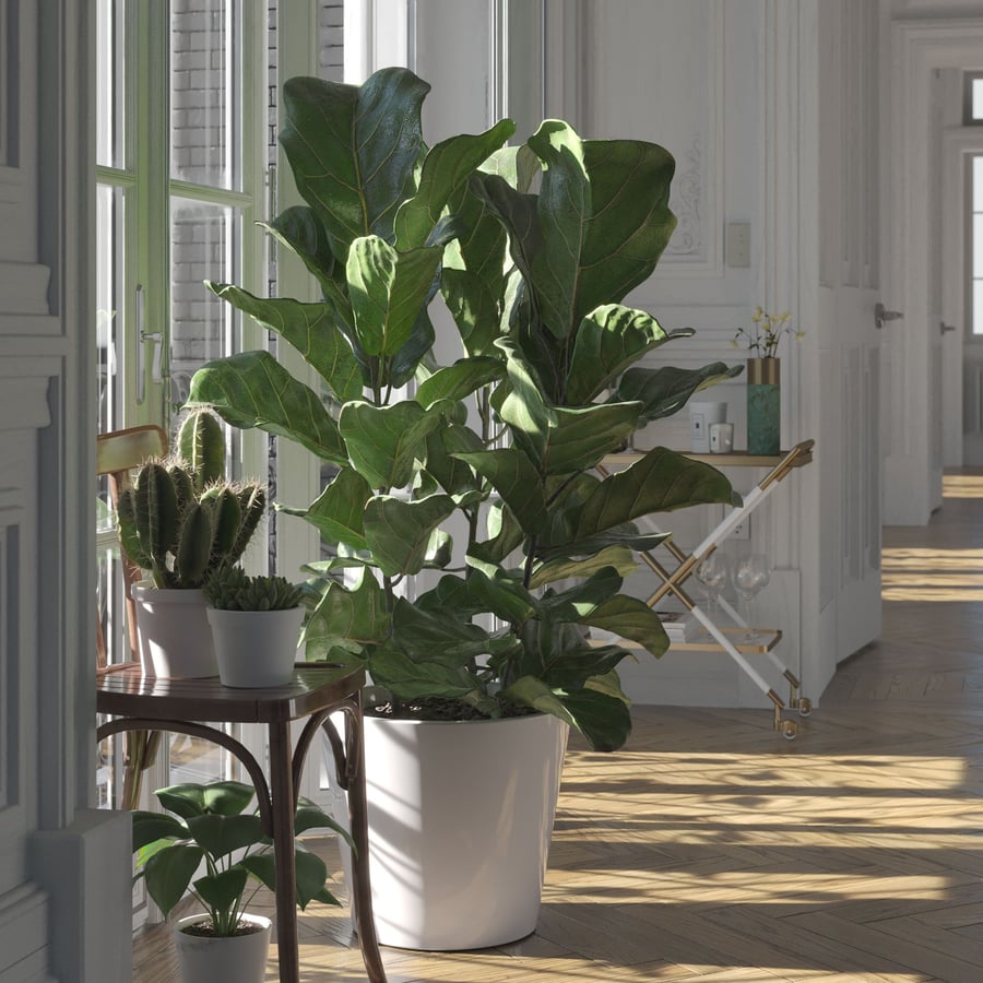 Modelo de planta de figueira-lira