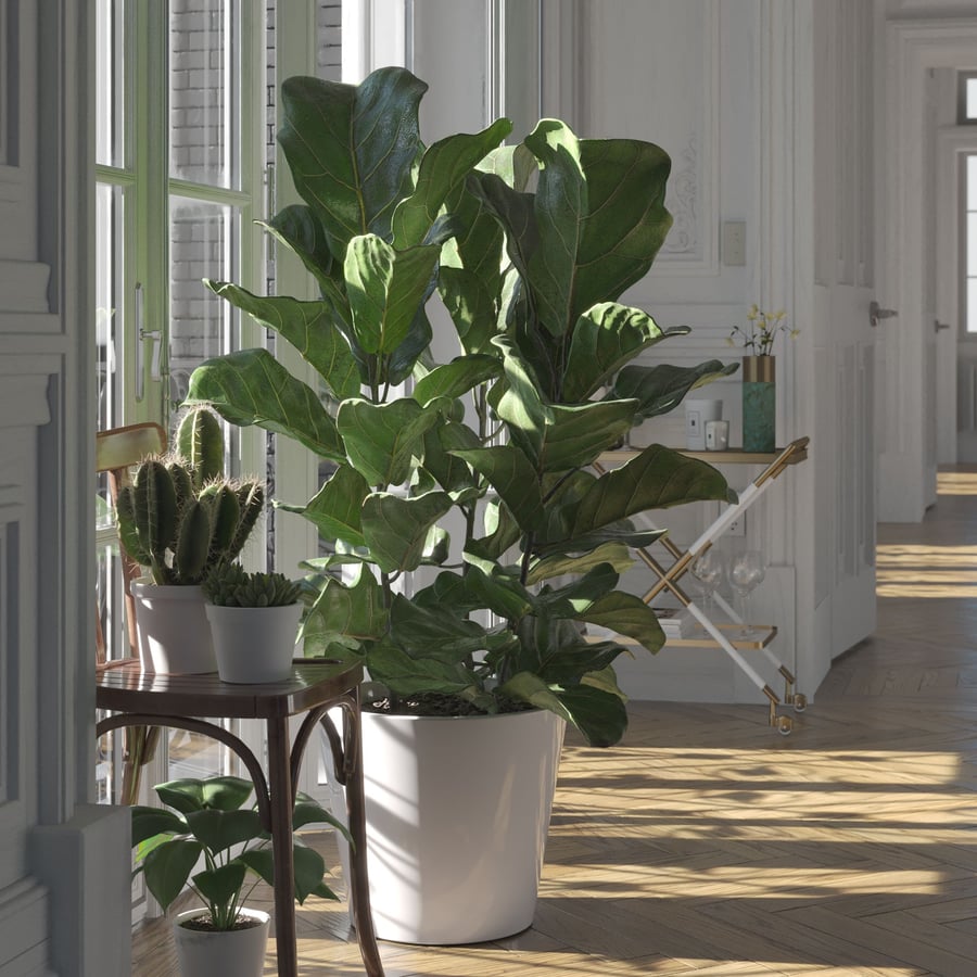 Fiddle Leaf Fig Plant Model