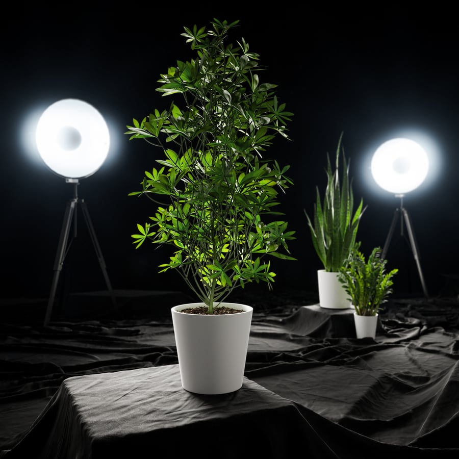 Planta em vaso Nora Dwarf Umbrella Tree Modelo