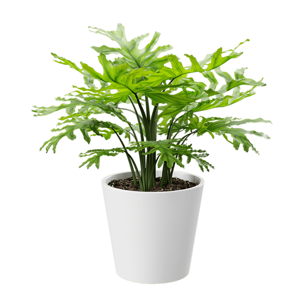 Philodendron Pflanze Topfpflanze Modell