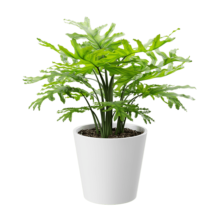 Philodendron Plant Potted Plant Model