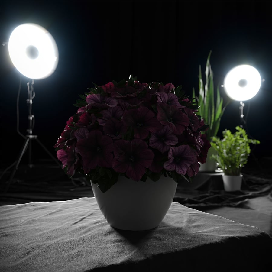 Modelo de planta petúnia