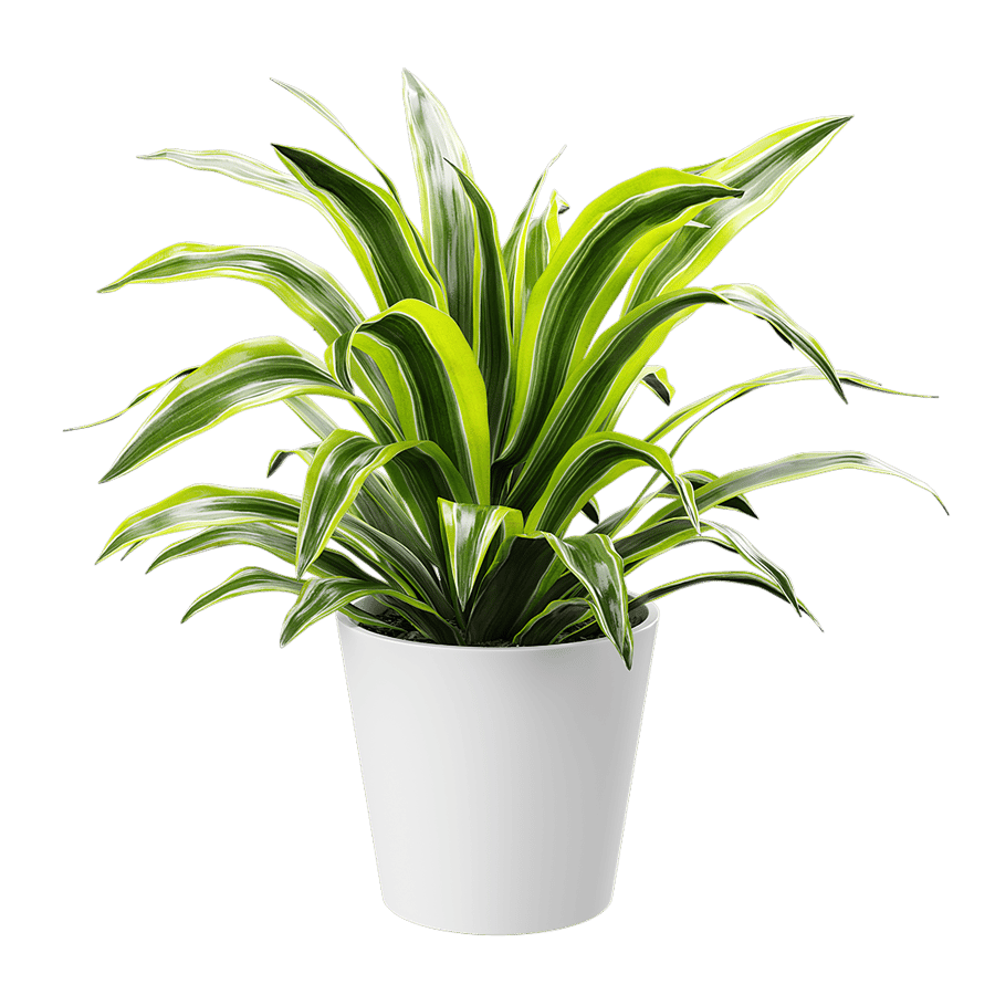 Dracaena Potted Plant Model, Lemon Lime