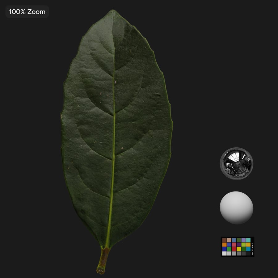 Viburnum Leaves Atlas