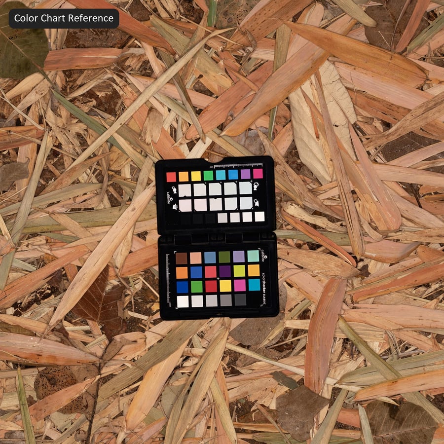 Dried Bamboo Leaf on Forest Ground Texture