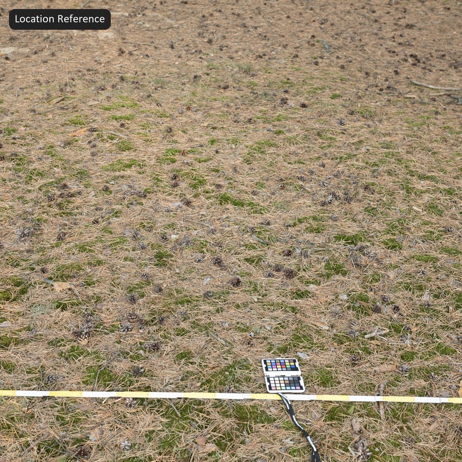 Conifère tombé sur une texture de sol en herbe