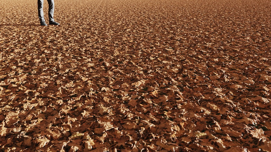 Dried Oak Leaves Ground Texture