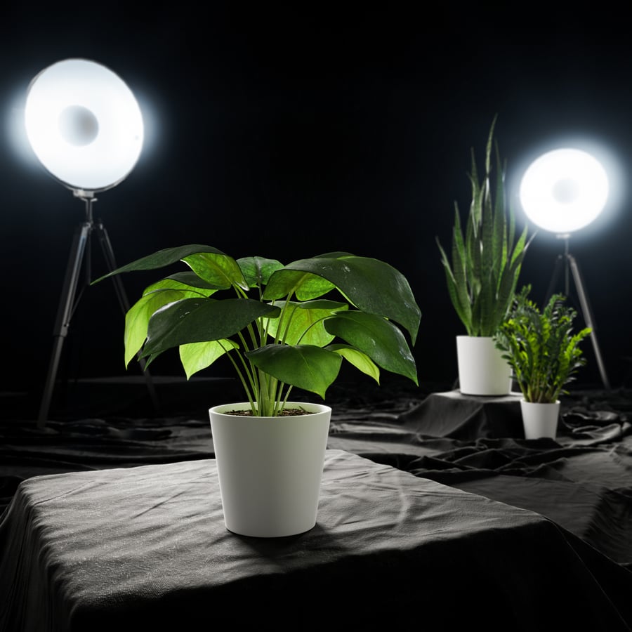 Planta jovem Monstera em vaso Modelo