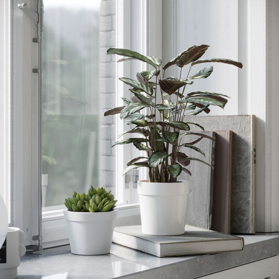 Calathea Argentea Plant Model