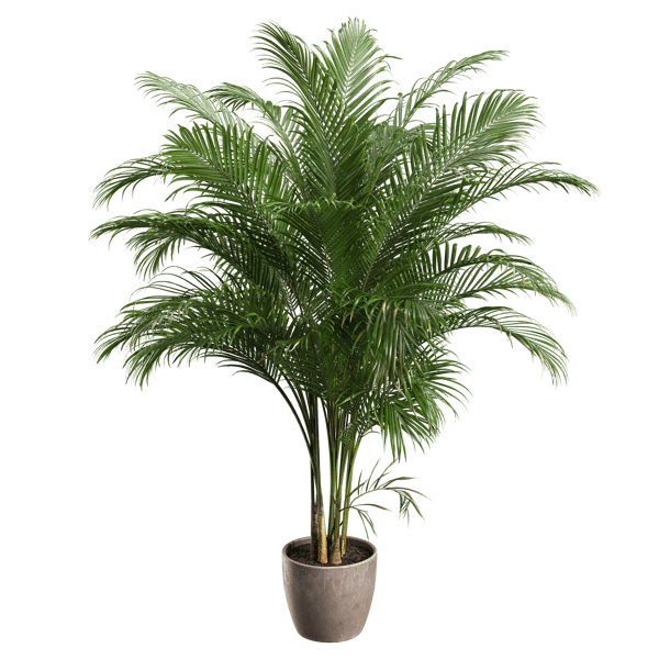 Große Areca-Palme Topfpflanze Modell
